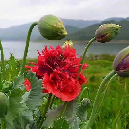 Family Belvedere Hotel *